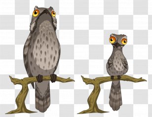 Tawny Owl Bird Potoo Great Grey - Organism Transparent PNG
