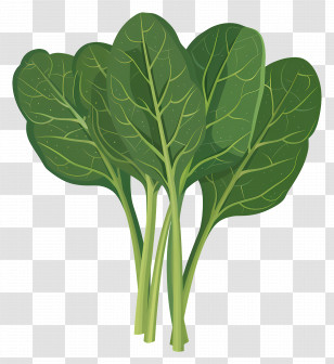 Green Spinach Leaves - Fresh Green Spinach Leaves Transparent PNG