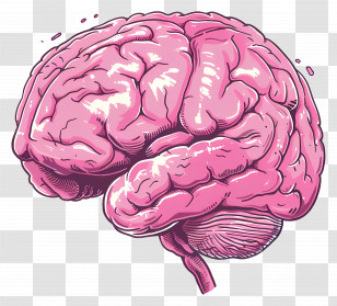 Brain - Pink Human Brain Illustration Transparent PNG