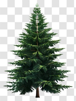 Fir Tree - Realistic Fir Tree With Dense Foliage Transparent PNG