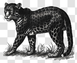 Leopard - Black Leopard Wildlife Illustration In Art Style Transparent PNG