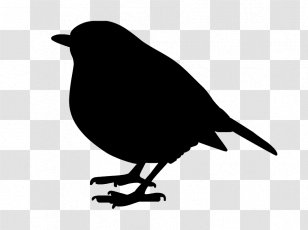Bird Common Raven Art Image Silhouette - Robin Transparent PNG