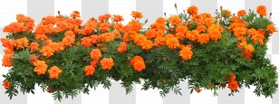 Flower Garden Download - MEXICAN FLOWERS Transparent PNG