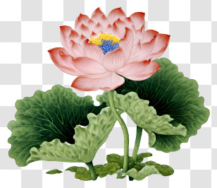 Chinese Painting Lotus - Pink Lotus Flower Illustration Transparent PNG
