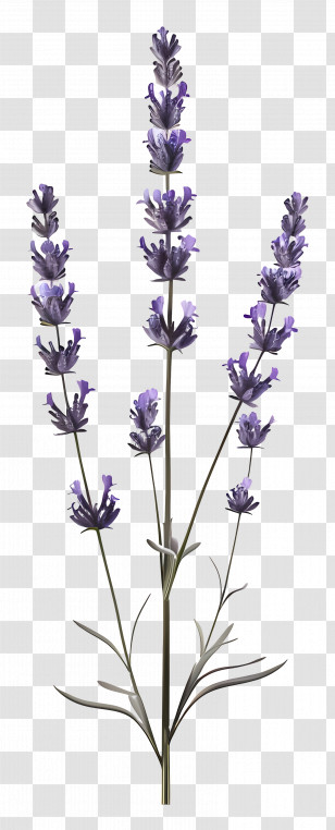 Lavender - Lavender Plant Design With Flowers Transparent PNG