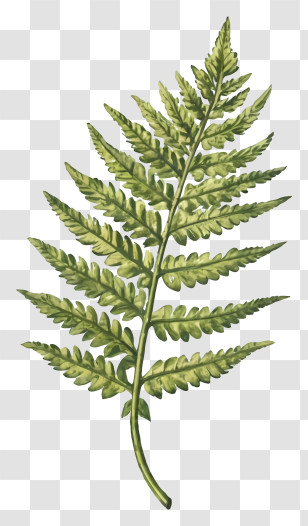 Fern Leaf - Green Fern Leaf Botanical Illustration Transparent PNG