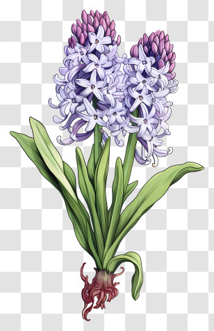 Purple Hibiscus - Illustrated Hyacinth Flowers With Green Leaves Transparent PNG