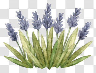 Cartoon - Lavender Plant Illustration Transparent PNG