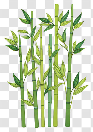 Giant Bamboo - Green Bamboo Plant Illustration Transparent PNG