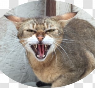 Whiskers Wildcat Domestic Short-haired Cat Bengal Savannah - Hybrid - Kitten Transparent PNG