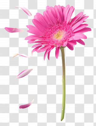 Single Pink Gerbera Daisy - Pink Daisy Flower With Falling Petals Transparent PNG