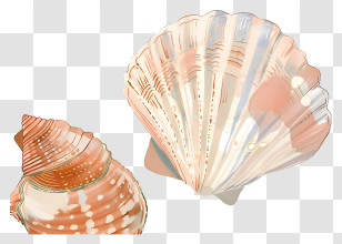Seashells - Illustration Of Seashells Transparent PNG