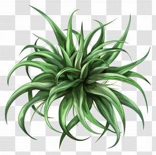 Tillandsia Air Plant - Lush Green Houseplant For Interior Decor Transparent PNG