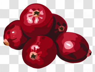 Cranberry - Fresh Red Cranberries Illustration Transparent PNG