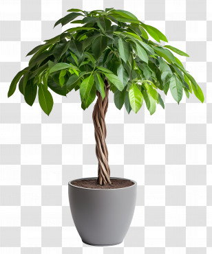 Money Tree - Green Potted Plant Transparent PNG