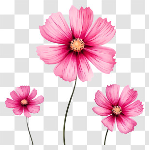 Cartoon Cosmos Flower - Three Pink Cosmos Flowers With Vibrant Petals Transparent PNG