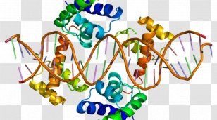 Genetic Testing Huntington's Disease Genetics - Gene Transparent PNG