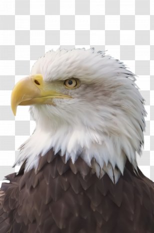 Sea Bird - Eagle - Kite Falconiformes Transparent PNG