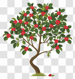 Flower Tree - Beautiful Red Flowering Tree Illustration Transparent PNG