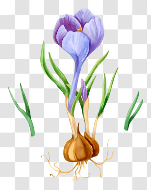 Purple Crocus Flower - Purple Crocus Flower With Bulb Transparent PNG