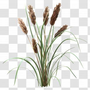 Reed - Wheat Plant Illustration Transparent PNG