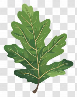 Oak Leaf - Green Oak Leaf Illustration In Detail Transparent PNG