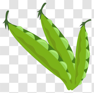 Pea Pod - Fresh Green Pea Pods Transparent PNG