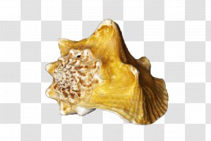 Seashell Sea Snail - Information - Conch Transparent PNG