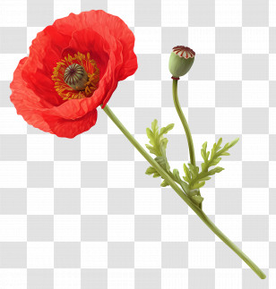 Red Poppy - Red Poppy Flower With Bud Illustration Transparent PNG