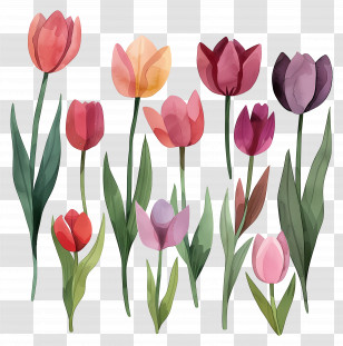 Tulips - Watercolor Tulip Flower Collection Transparent PNG