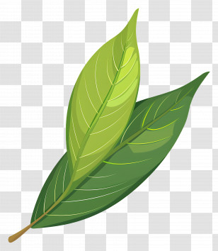 Laurel Leaf - Two Green Leaves With Detailed Texture Transparent PNG