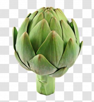 Vegetable Cartoon - Artichoke Thistle - Daisy Family Transparent PNG
