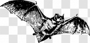 Bat Tattoo Wing - Drawing - Bats Transparent PNG