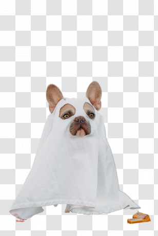 Dog Snout Groupm Textile Transparent PNG