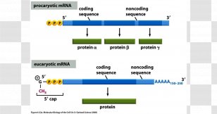 Monocistronische MRNA Messenger RNA Polymerase Screenshot - Rna - Gel Transparent PNG