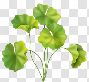 Algae Seaweed Clip Art - Leaf - Plant Transparent PNG