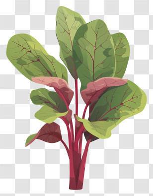 Sorrel - Detailed Swiss Chard Botanical Illustration Transparent PNG