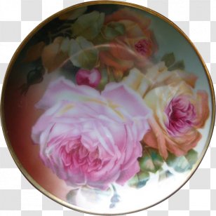 Cabbage Rose Garden Roses Petal Peony Transparent PNG