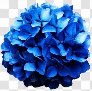 Hydrangea Cobalt Blue Cut Flowers - Hydrangeaceae Transparent PNG