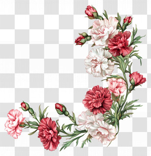 Carnation Flower - Pink And White Carnations Bouquet Transparent PNG