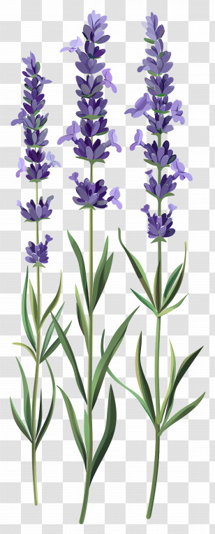 Lavender Flower - Purple Lavender Plants In Bloom Transparent PNG