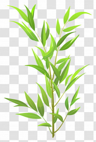 Willow Leaf - Bamboo Leaves In Natural Elegant Illustration Transparent PNG