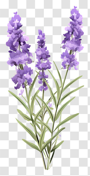 Lavender Plant - Beautiful Lavender Flowers Illustration Transparent PNG