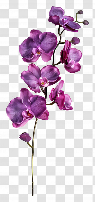 Orchid Flower - Orchid Flowers Illustration Transparent PNG