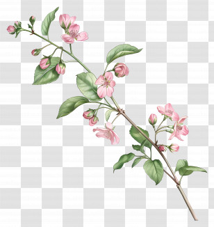 Pink Flowers - Light Pink Blossoming Branch Illustration Transparent PNG