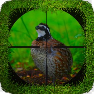 Bird Galliformes Ecosystem Beak Fauna - Quail Transparent PNG