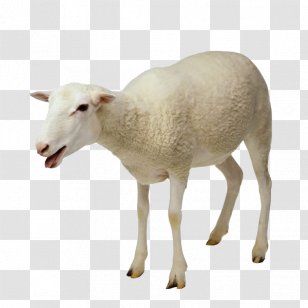 Sheep Goat Milking Taurine Cattle - Milk Transparent PNG