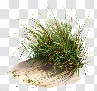 Dune Grass - Beach Grass On Sand Transparent PNG