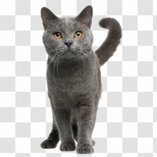 Chartreux Maine Coon British Shorthair European Kitten - Cat Like Mammal Transparent PNG