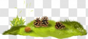 Conifer Cone Computer Animation Herbaceous Plant Clip Art - Biome - Urban Farm Transparent PNG